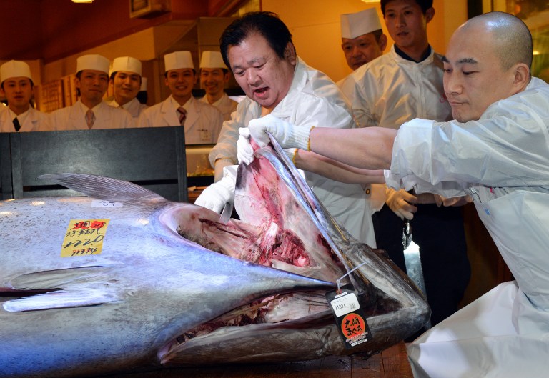 Pescaron un atún de ¡222 kilos! (Fotos + Sushi)