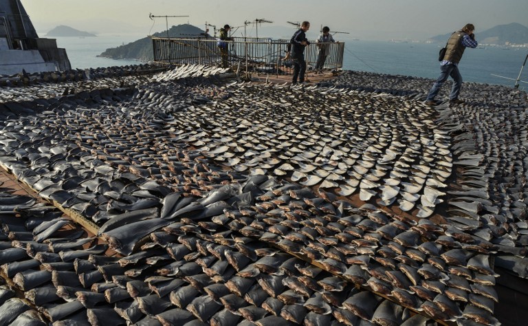 Indignación por estas imágenes de cientos de tiburones masacrados en China (FOTOS)