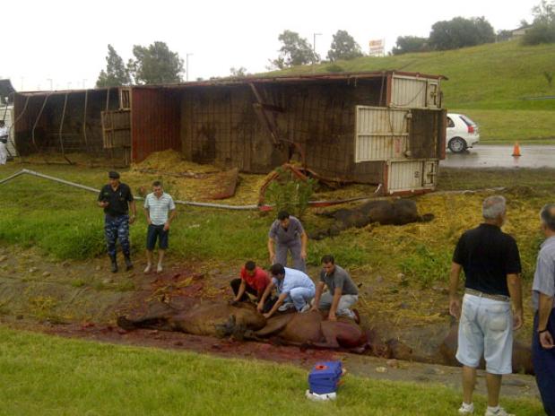 Al menos diez caballos muertos en accidente de tránsito en Argentina (Foto)