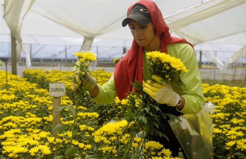 Millones de flores para los enamorados de todo el mundo (Fotos)