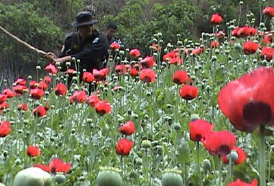 Guatemala valora legalizar cultivos de amapola