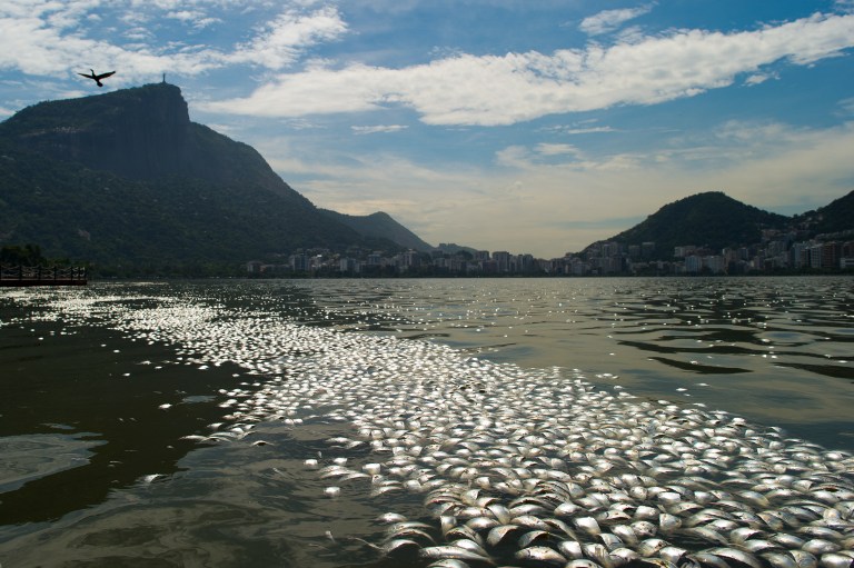 Toneladas de peces muertos en una laguna de Río (Fotos)