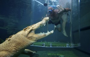Pavorosa atracción: ¿Te bañarías por diversión con un cocodrilo? (Video)