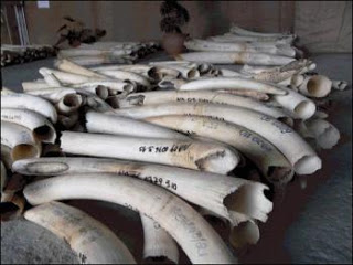 Descubren marfil y colmillos de elefante para su venta ilegal en Birmania