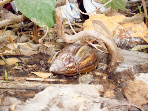 Caracoles africanos reaparecieron en Guárico