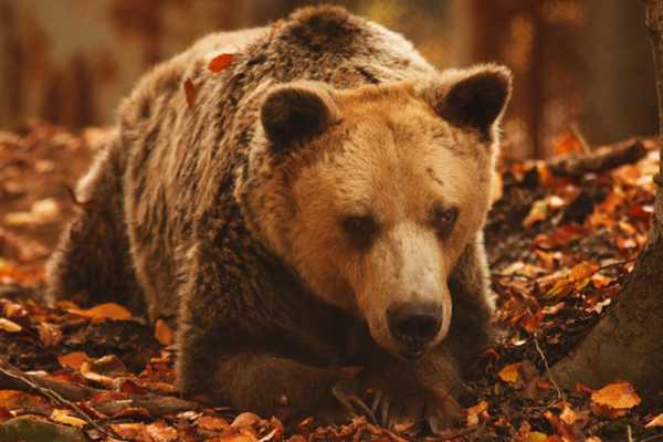 Muere el oso más anciano del mundo