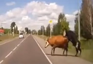 Vea como estos animales hacían el amor en la carretera, fueron arrollados y salieron ilesos