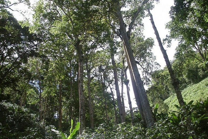 Entra en vigencia nueva Ley de Bosques