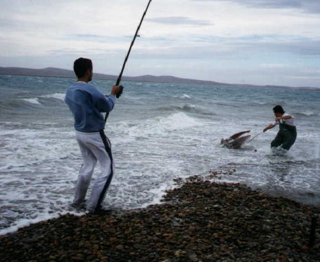 Pesca excesiva de tiburones amenaza a los corales