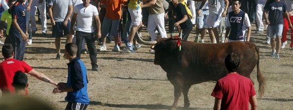 Doce heridos en el tradicional Toro de la Vega