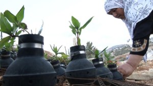 El jardín bélico de Palestina (Video)