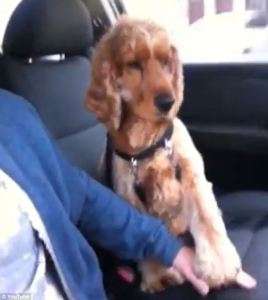 Este perrito supera su miedo a viajar en carro sujetando la mano de su dueño (Fotos)