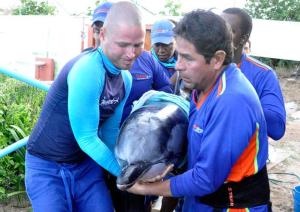 Rescatan a delfín que varó en playa Guacuco
