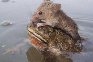 Una rana salva a una rata de morir ahogada (Foto)