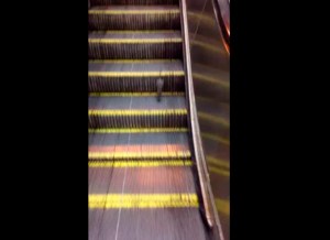 Rata trata de escapar de escalera mecánica (Video)