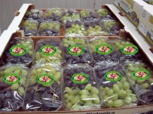 Estiman que el kilo de uvas costará 250 bolívares para fin de año