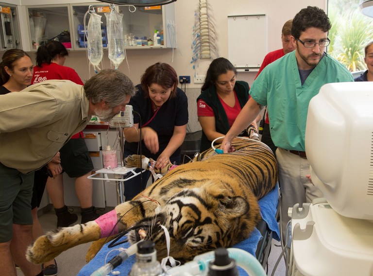 Chequeo de salud al tigre de Sumatra (Fotos y Video)