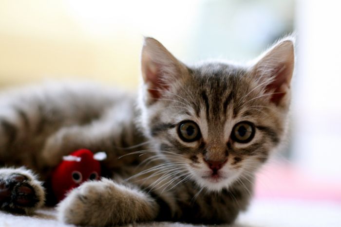 ¡El gato más educado del mundo!… Hasta para cruzar la calle (Video)