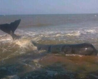 Murió ballena que encalló en una playa en Anzoátegui