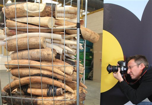 Bélgica destruye colmillos de marfil decomisados