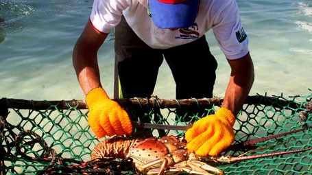 Insopesca ejerce control de veda de la langosta