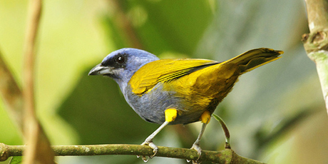 Privados de libertad por contrabando de fauna silvestre en Vargas