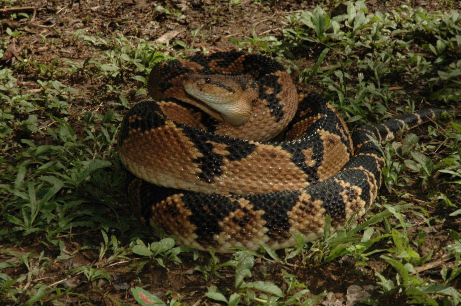 EN VIDEO: La historia de la serpiente de cuatro metros que explotó cuando se comió una vaca entera