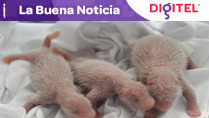 Nacen los primeros trillizos de panda gigante (Fotos y Video)