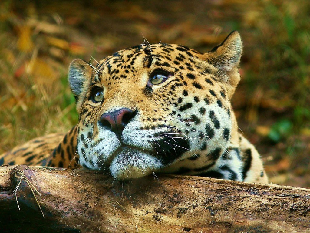 WWF: Los animales salvajes se redujeron a la mitad en 40 años