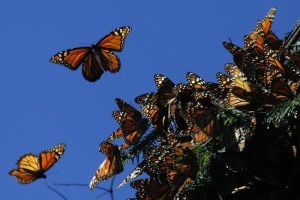 La mariposa monarca podría ser clasificada como especie amenazada en EEUU