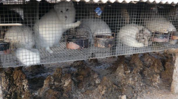Peta denuncia la muerte de miles de perros para la industria peletera china