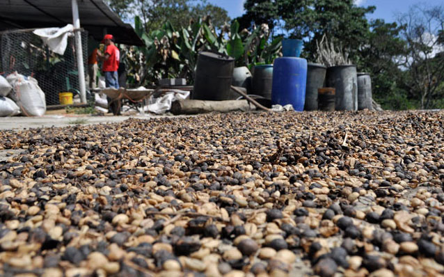 Caficultores de Venezuela: Exportaciones de café son un show mediático