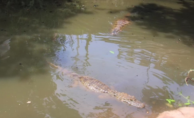 Caimanes son un obstáculo para conseguir agua en Río de Janeiro