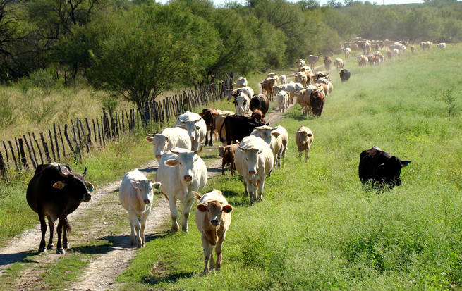 Productores advierten que la carne seguirá aumentando ante poca capacidad de oferta