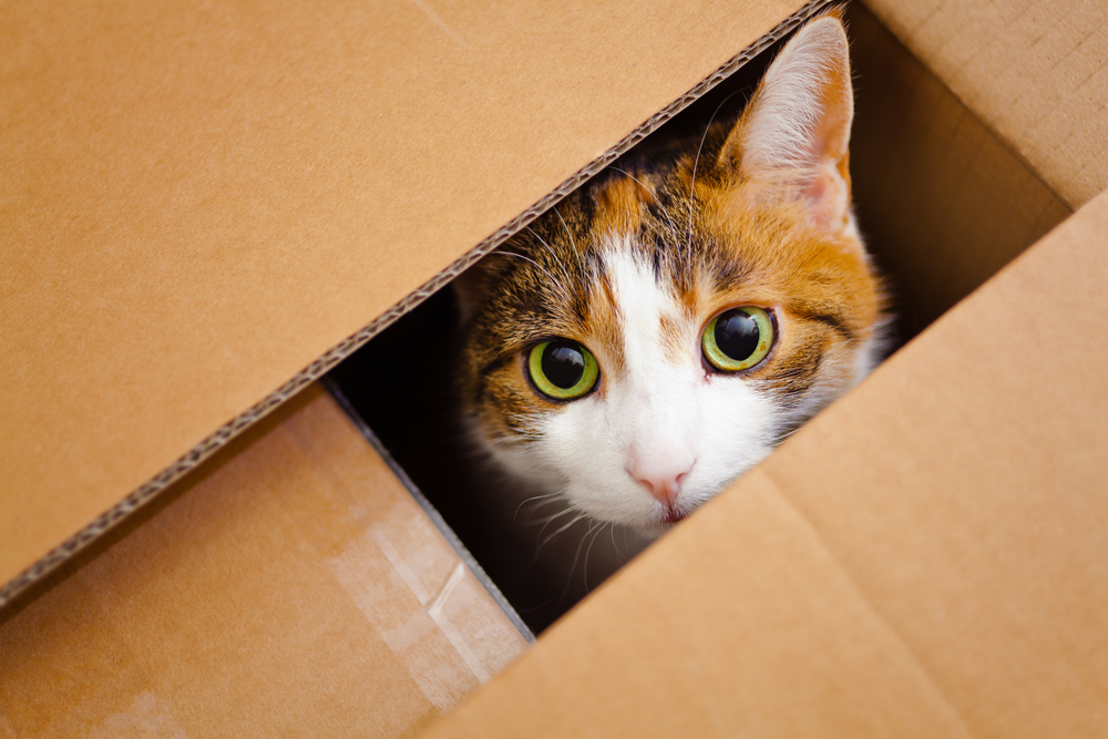 ¿Por qué los gatos aman las cajas?