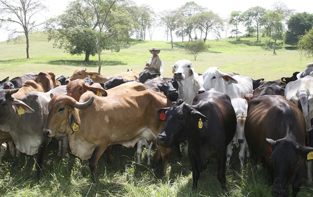 Ganaderos de Táchira advierten que producción de carne y leche cayó 70%