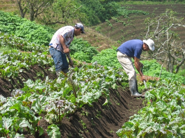 Fedeagro considera necesario realizar ajustes de precios