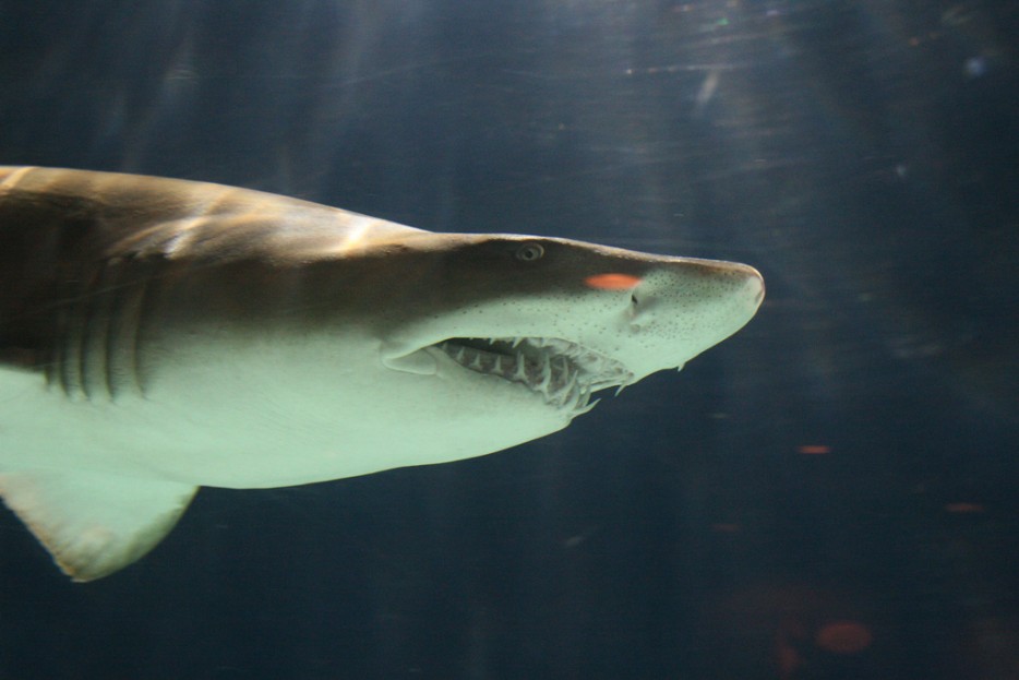 Los dientes de tiburón podrían ayudar a regenerar nuestros dientes