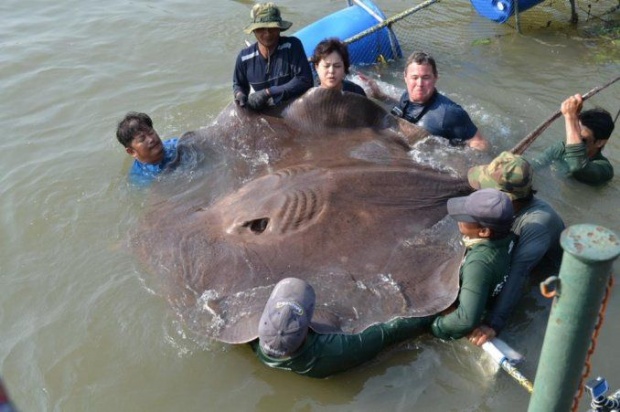 Conozca la mantarraya más grande del mundo (Video)