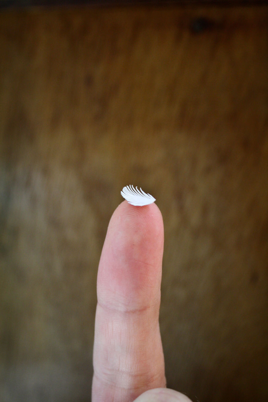 ¡Increíble! Pájaros hechos a mano pluma por pluma (Fotos)