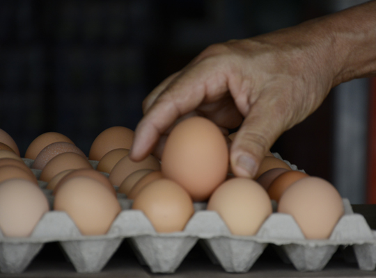 No coman sardinas… tampoco huevos; el cartón llegó a 400 bolívares