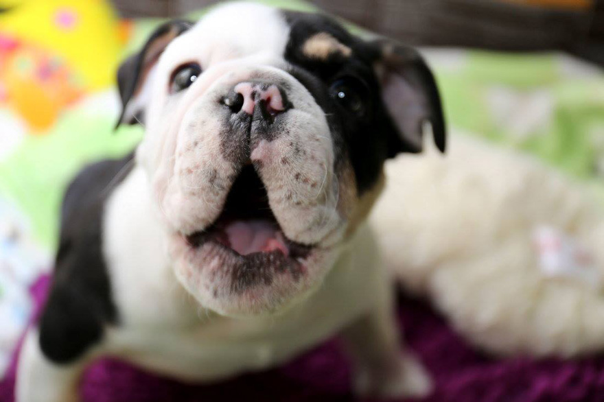 Nace perro mutante en Cabimas (Foto fuerte)