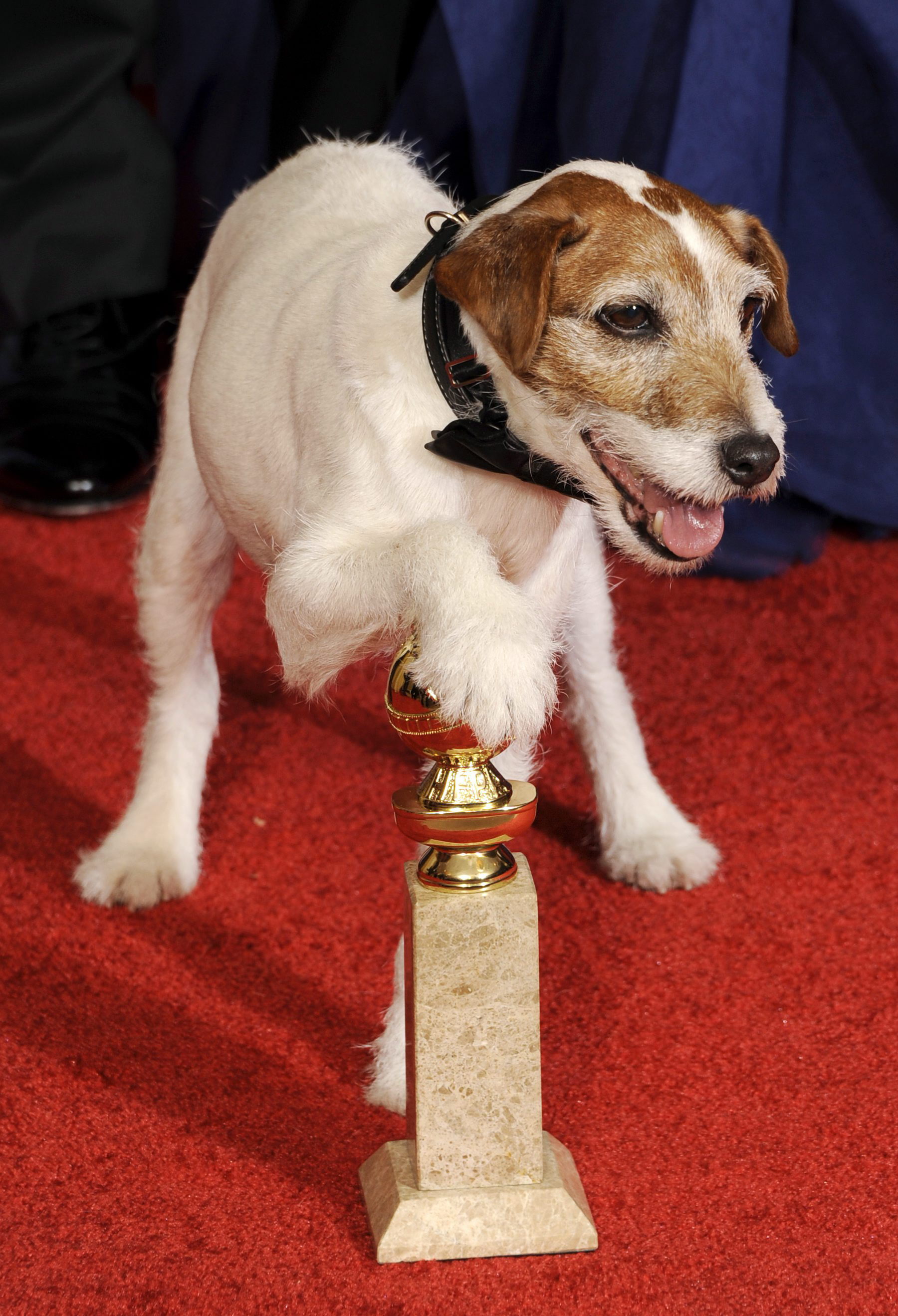 Muere Uggie, el famoso perro de “The Artist” y “Water for Elephants”