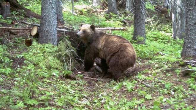 Sacrifican a osa que mató a hombre en Yellowstone pero salvan a sus oseznos