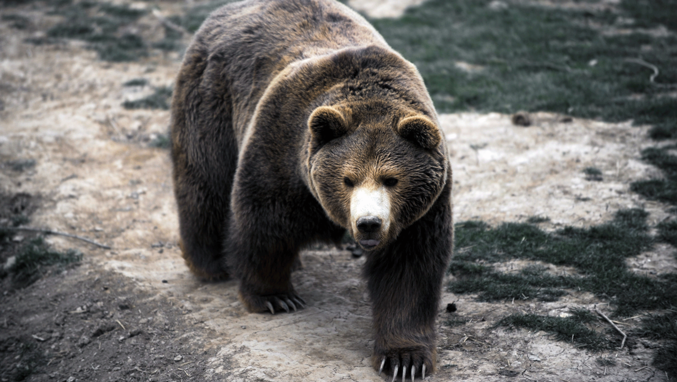 Hombre disfrazado de oso acosa a osa y sus oseznos