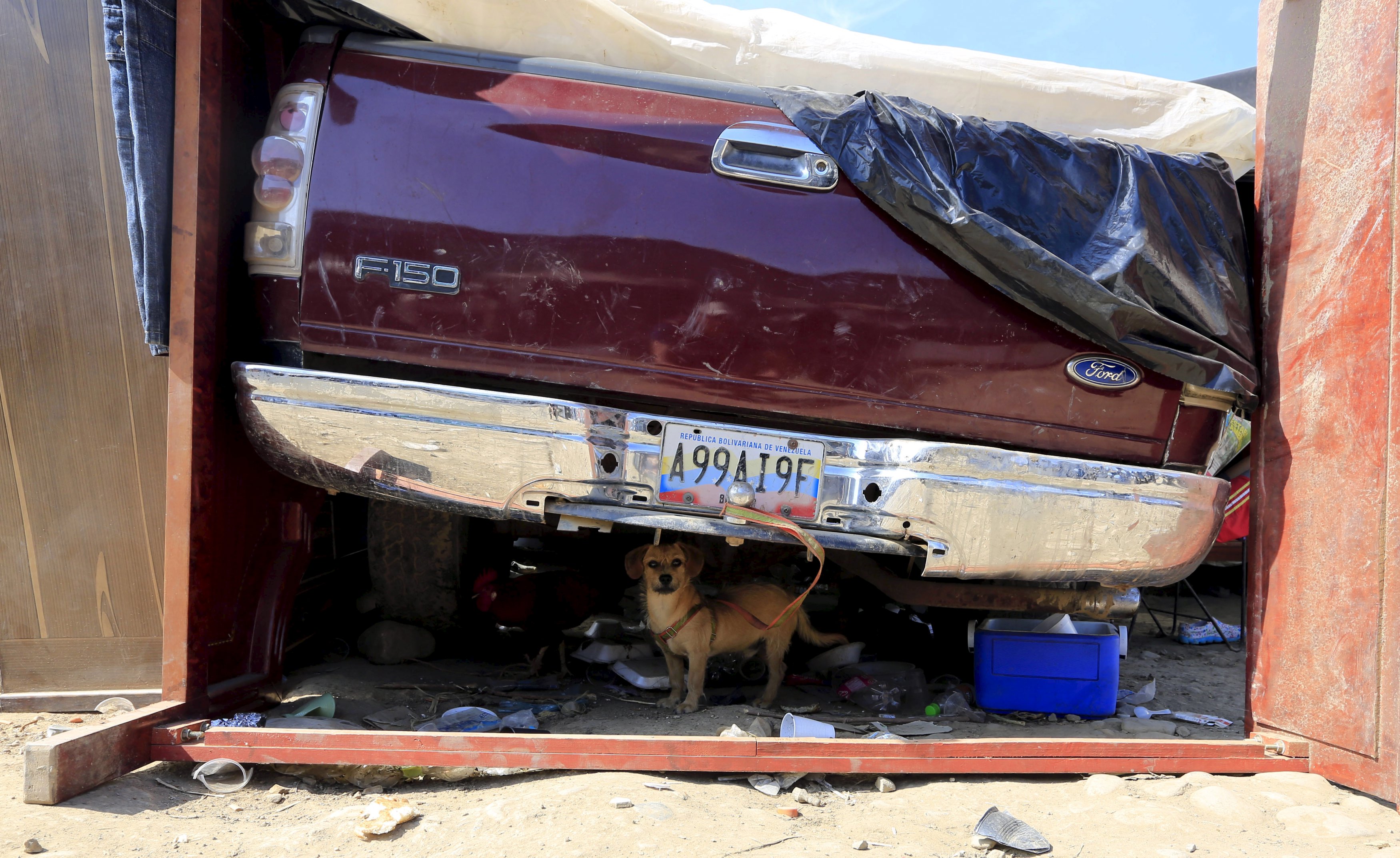 Mascotas abandonadas en la frontera Colombia-Venezuela también piden auxilio