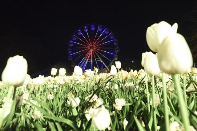 Una noria es iluminada durante la presentación del NightFest en Canberra (Australia) hoy, 22 de septiembre de 2015. El NighFest es parte del festival anual de flores "Floriade" que se celebra del 23 al 27 de septiembre. EFE/Lukas Coch