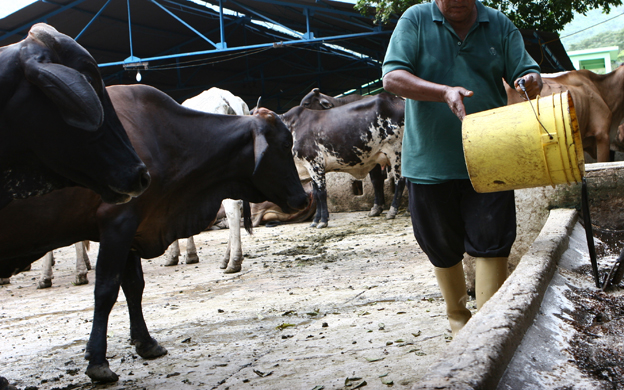 Producción oficial anual de leche y carne es un misterio