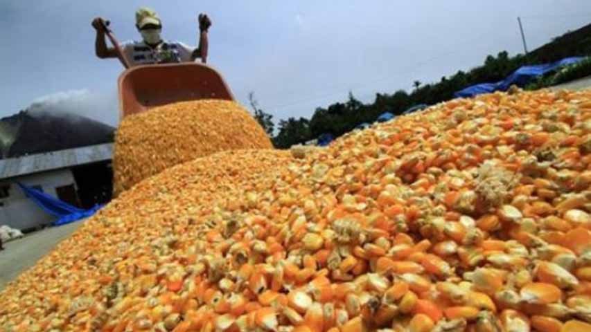 Falta de insumos impide la siembra de 5 mil hectáreas de maíz en Puerto la Cruz