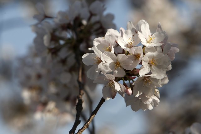 A view of some of the famed cherry blossoms, some dating back to a gift from Japan in the early 1900's, blooming in Washington March 24, 2016. REUTERS/Jonathan Ernst